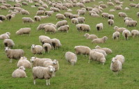 В стране развито овцеводство (Фото: urosr, Shutterstock)
